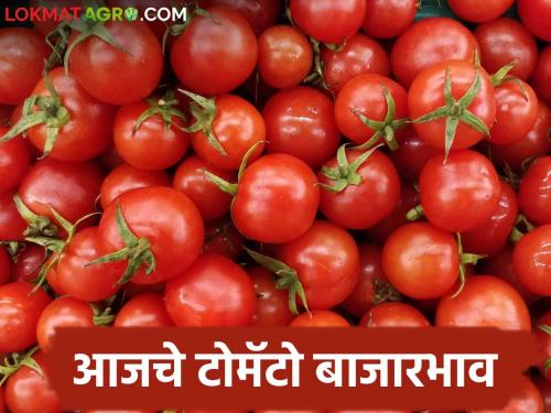 Latest News Tomato Market 04 thousand quintals of local tomato arrival in Pune, read today's market price | Tomato Market : पुण्यात लोकल टोमॅटोची 04 हजार क्विंटलची आवक, वाचा आजचे बाजारभाव