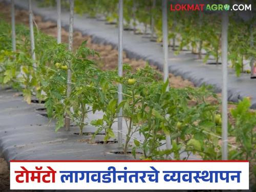 Latest News Tomato crop management What can you do to prevent viral diseases in tomato crops Learn in detail | Tomato crop Management : टोमॅटो पिकावर विषाणूजन्य रोग होऊ नये म्हणून काय कराल? जाणून घ्या सविस्तर