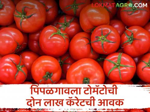 Tomato Market : Pimpalgaon market received 02 lakh carats of tomatoes, what price did they get?  | Tomato Market : पिंपळगाव मार्केटला टोमॅटोची 02 लाख कॅरेटची आवक, काय भाव मिळाला? 