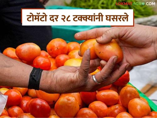 Tomato prices have fallen by 28 percent, what is the price being paid? | Tomato Market : टोमॅटोचे दर 28 टक्क्यांनी घसरले, पुणे, मुंबई मार्केटला काय मिळतोय दर?