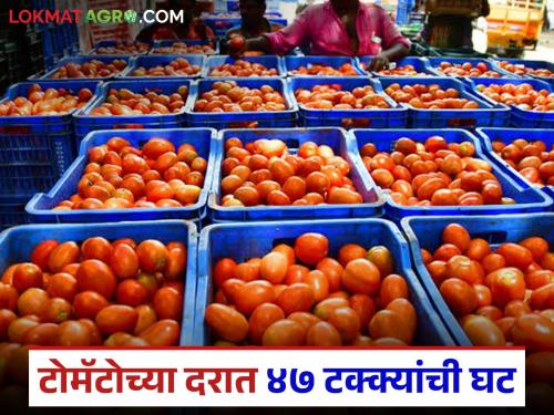 Latest News Tomato prices drop by 47 percent in twenty days see the reason | Tomato Market : वीस दिवसांत टोमॅटोच्या दरात 47 टक्क्यांची घट, दर अचानक का घसरले?