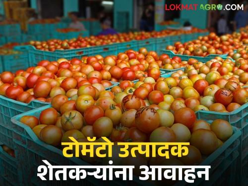 Latest News Tomato Market Farmers should follow these instructions while taking tomatoes for market yard | टोमॅटो विक्रीला नेताय, 'या' गोष्टी लक्षात ठेवा, बाजार समितीकडून महत्वाचं आवाहन 