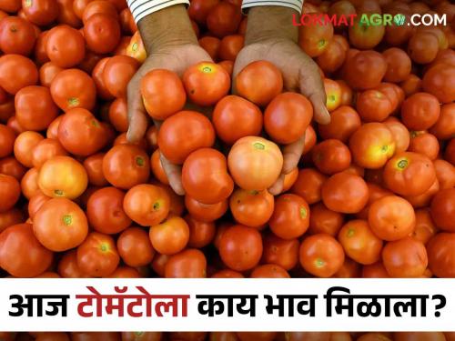 Latest News Todays Tomato bajarbhav in pune market yard check here details | Tomato Bajarbhav : वैशाली आणि नंबर एकच्या टोमॅटोला काय भाव? वाचा आजचे बाजारभाव 