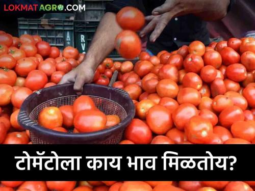 Latest News Tomato Market price per kg of tomatoes in Pune, Mumbai see market prices  | Tomato Market : पुणे, मुंबईत टोमॅटोला प्रति किलो काय भाव मिळतोय? वाचा आजचे बाजारभाव 