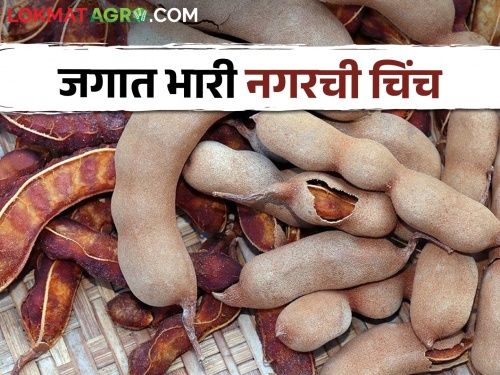 This tamarind market is top in the state; The tamarind here is in demand from all over the world | हा चिंच बाजार राज्यात अव्वल; येथील चिंचांना जगभरातून मागणी