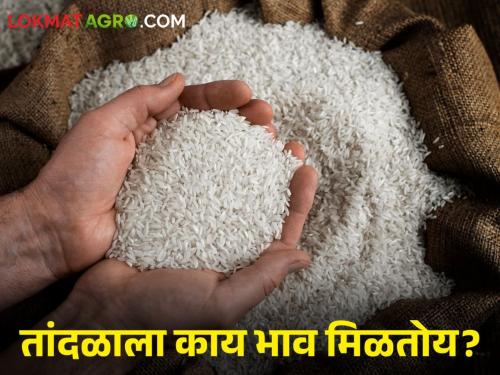 Latest News todays basmati kolam rice market price in market yard check here | Rice Market : कोलम की बासमती? कुठल्या तांदळाला बाजारात काय भाव मिळतोय? वाचा सविस्तर 