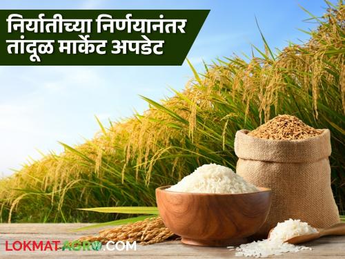 Latest News Rice Market Update Export ban removed see market price in domestic markets | Rice Market Update : निर्यात बंदी हटवली, देशांतर्गत बाजारपेठांमध्ये तांदळाला काय बाजारभाव मिळतोय? 