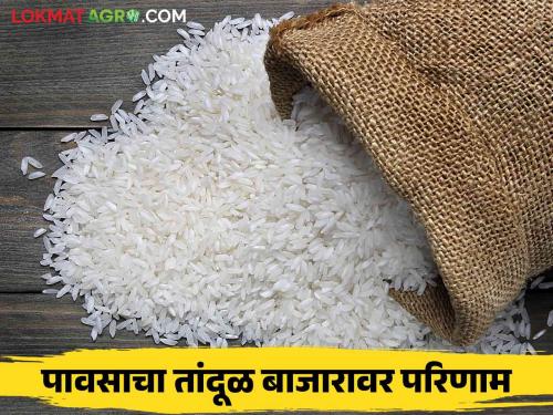 Latest News Rice Market Effect on rice production due to rain, see live price Of rice for 1 kg | Rice Market : पावसामुळे भाताच्या उत्पादनावर परिणाम, तांदळाला काय भाव मिळतोय?