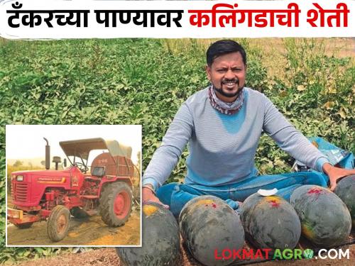 Latest News Cultivation of watermelon flourished on tanker water of sakri taluka farmer | Water Crisis : टँकरच्या पाण्यावर फुलवली कलिंगडाची शेती, साडे तीन एकरांत 80 टन उत्पादन 