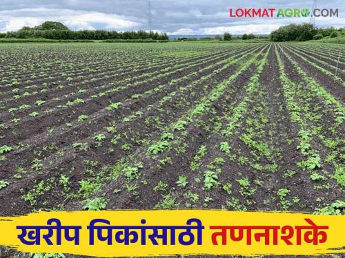 Latest News herbicides are best option for weed control in Kharip crops, know in detail  | Crop Management : कुठल्या पिकासाठी कुठलं तणनाशक प्रभावी, जाणून घ्या सविस्तर 