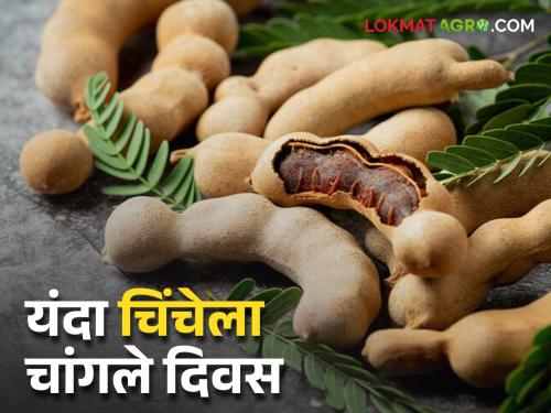 Increase in tamarind production this year; Farmers are getting good market price | यंदा चिंच उत्पादनात वाढ; शेतकऱ्यांना मिळतोय चांगला बाजारभाव