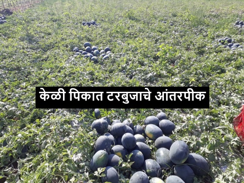 Latest News Watermelon intercropping in banana crop experiment by farmers of Jalgaon | केळी पिकात टरबुजाचे आंतरपीक, जळगावच्या शेतकऱ्यांचा यशस्वी प्रयोग 