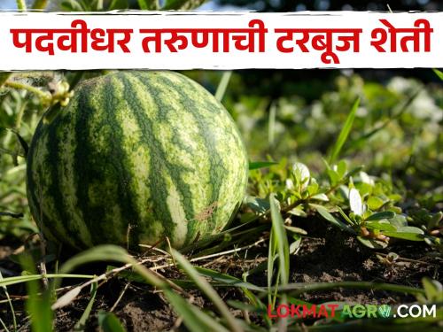 Latest News 15 Tons Watermelon Production in 2.5 Acres of Nagpur Graduate farmer | Success story : नागपूरच्या पदवीधर तरुणाची टरबूज शेती, अडीच एकरांत 15 टन उत्पादन 