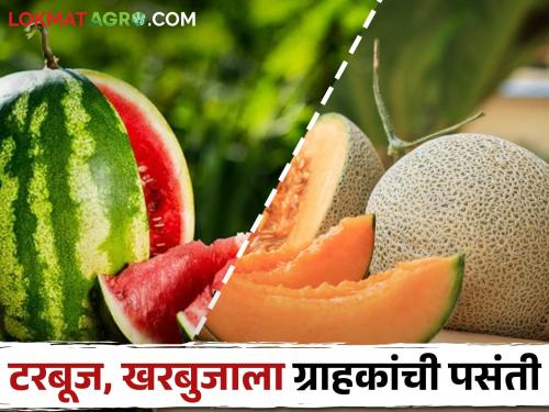 Latest News Today's watermelon and melon market prices check here | Watermelon Market : उन्हाचा तडाखा, टरबूज, खरबूजला पसंती, काय मिळतोय बाजारभाव? 