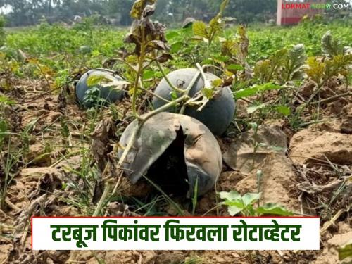 Latest news Expenses of 1.25 lakhs, 32 thousand rupees were raised, rotavator was used on two acres of watermelons! | खर्च सव्वा लाखांचा, हाती आले 32 हजार, दोन एकर टरबूजावर रोटाव्हेटर फिरवला!