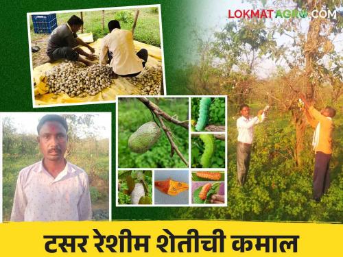 Latest News Sericulture Farming 15 years of Tussar sericulture experiment, Bhandara farmers earn lakhs annually  | Sericulture Farming : 15 वर्षांपासून टसर रेशीम शेतीचा प्रयोग, गडचिरोलीच्या शेतकऱ्याची वर्षाकाठी लाखोची कमाई 