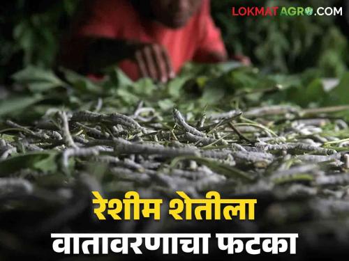 Latest News sericulture Farming Impact of rains on silk tussor farming in Vidarbha | Sericulture Farming : विदर्भातील रेशीम उत्पादक शेतकरी दुसऱ्यांदा अंडीपुंज खरेदी करत आहेत, वाचा सविस्तर