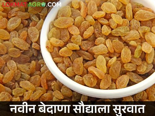 Tasgaon Market Committee arrival season new raisins; How did you get the market price? | तासगाव बाजार समितीत नवीन बेदाणा सौद्याचा शुभारंभ; कसा मिळाला बाजारभाव