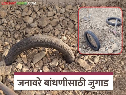 Latest News Dairy farming No expense, no extra effort, this is tire jugaad for building animals | Agriculture News : ना खर्च, ना जास्त मेहनत, असं आहे जनावरे बांधणीसाठीचं टायर जुगाड
