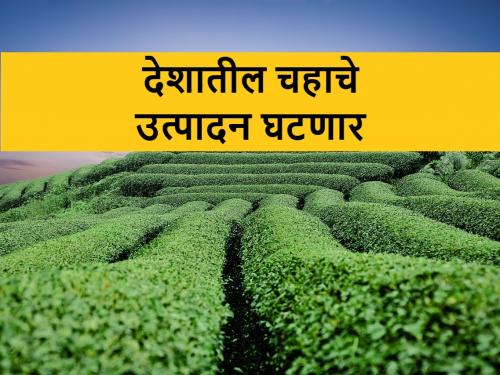 Tea Production: 30 percent decline in tea production in India this year | Tea Production: भारतातील चहाच्या उत्पादनात यंदा ३० टक्के घट
