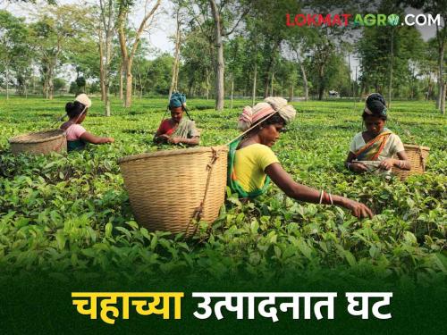 This year tea farming will be hit by unfavorable weather, there will be a 30 percent decrease in production | यंदा प्रतिकूल हवामानाचा चहा शेतीला फटका उत्पादनात होणार ३० टक्के घट