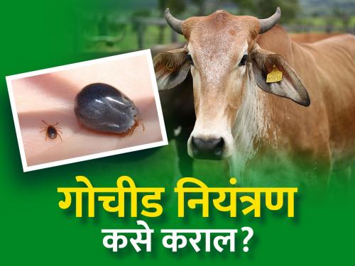 Measures for the control of ticks in livestock cattle | जनावरांतील गोचीडांचे नियंत्रणासाठी उपाययोजना