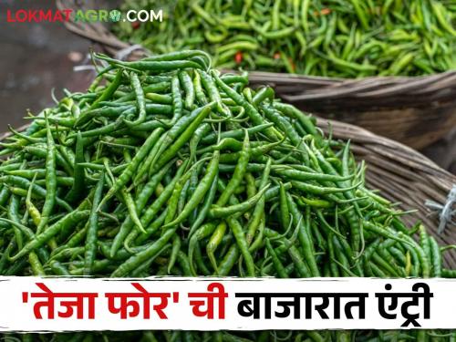 Start shopping at Amathana Market; Read how much 'Teja Four' green chilli got rate on the first day  | आमठाणा मार्केटमध्ये खरेदीस प्रारंभ; 'तेजा फोर' हिरवी मिरचीला पहिल्याच दिवशी वाचा किती मिळाला दर  