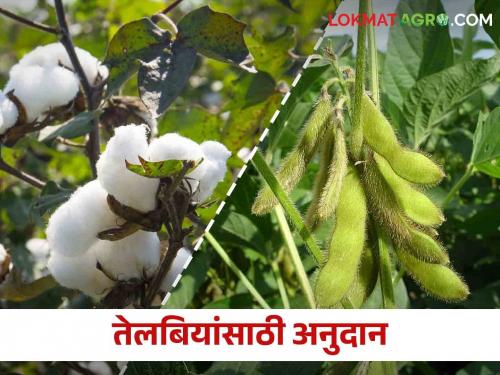 Subsidy for fertilizers for cotton and soybean crops; Apply here | कापूस आणि सोयाबीन पिकांच्या खतांसाठी मिळणार अनुदान; इथे करा अर्ज