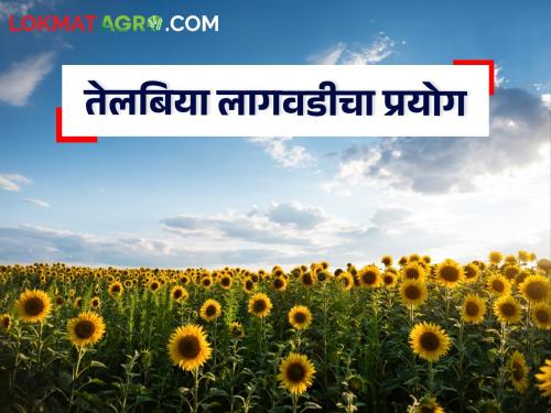 Latest News Cultivating oilseeds and selling oil from the same oilseeds by young farmer of bhandara district | Success Story : सूर्यफूल, करडईची शेती, सोबत तेल विक्रीचा व्यवसायही उभारला, तरुण शेतकऱ्याचा प्रयोग