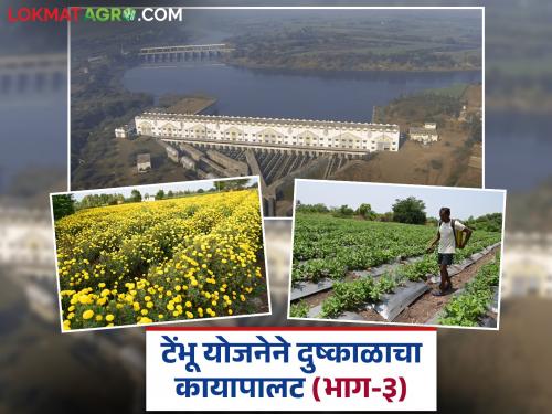 Instead of cereals and pulses, now sugarcane, grapes, pomegranates; The support of 'Tembhu' and changing crop patterns have made farmers wealthy | तृणधान्य व कडधान्यांच्या जागी आता ऊस, द्राक्ष, डाळिंब; 'टेंभू'ची साथ अन् बदलत्या पीक पॅटर्नने शेतकऱ्यांना केले मालमाल