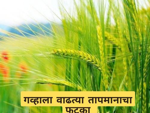 Latest News When to sow wheat Know in detail | गहू काढणीला, वाढत्या उन्हाचा गव्हाच्या उत्पादनावर परिणाम होण्याची शक्यता