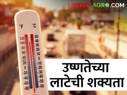 Latest news Chance of heat wave in 24 districts of maharashtra state, read weather forecast | Weather Update : राज्यातील 'या' 24 जिल्ह्यात उष्णतेच्या लाटेची शक्यता, वाचा हवामान अंदाज 