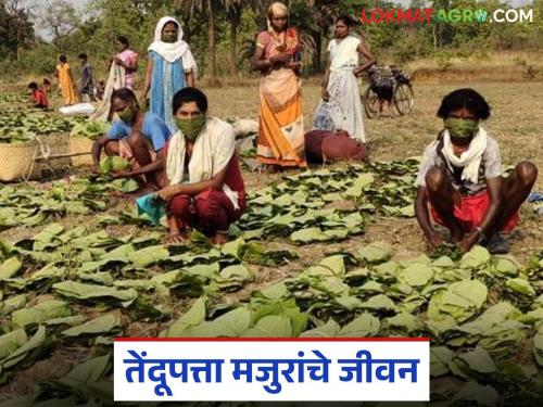 latest news Tendupatta Workers: The life of Tendupatta workers: Read the painful story of struggle in detail | Tendupatta Workers: तेंदूपत्ता मजुरांचे जीवन: संघर्षाची वेदनादायक कहाणी वाचा सविस्तर
