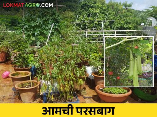 Terrace Garden : Fruits, vegetables and oxygen through the terrace garden | Terrace Garden : टेरेस गार्डनच्या माध्यमातून फळे, भाजीपाला अन् ऑक्सिजनही