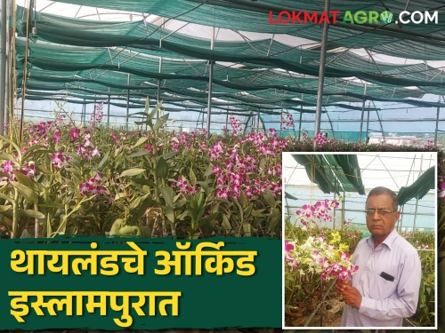 Orchids of Thailand at Patil farm in Islampur; 5 lakhs income in ten gunta | थायलंडचे ऑर्किड इस्लामपुरातील पाटलांच्या शेतात; दहा गुंठ्यात ५ लाखांचे उत्पन्न