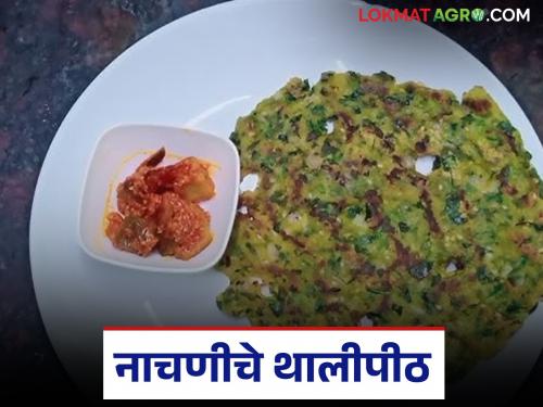 Latest News Nachani Thalipeeth Immunity-boosting ragi thalipeeth, here is recipe | Nachani Thalipith : रोगप्रतिकारशक्ती वाढविणारे नाचणीचे थालीपीठ, अशी आहे रेसिपी 
