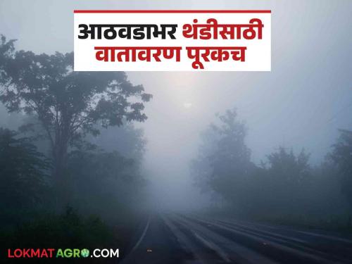 latest News maharashtra weather update Pink cold forecast, cold will increase in maharashtra read in detail  | Maharashtra Weather Update : गुलाबी थंडीची चाहूल, आठवडाभर थंडी टिकून राहण्याची शक्यता, वाचा सविस्तर 