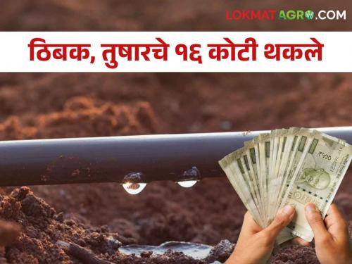 Drip and Frost Irrigation Scheme subsidy of many farmer brothers on MahaDBT portal is pending | अनेक शेतकरी बांधवांचे महाडीबीटी पोर्टलवरील ठिबक व तुषार सिंचन योजनेचे अनुदान थकले