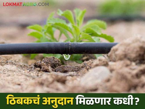 Thibak Anudan : 506 Crore Drip Irrigation subsidy stopped in the state Why not getting subsidy Read more | Thibak Anudan : राज्यात ५०६ कोटींचे ठिबकचे अनुदान रखडले का मिळेना अनुदान वाचा सविस्तर