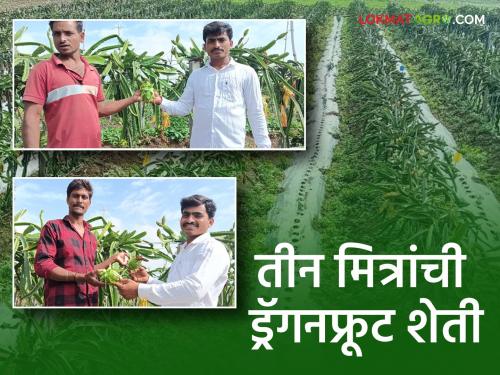 modern farming without going ttoward of jobs; Dragonfruit Farming of Three Friends on non agriculture land of Bhatodi | नोकरीच्या मागे न लागता आधुनिक शेतीचा प्रयोग; भातोडीच्या माळरानावर तीन मित्रांची ड्रॅगनफ्रूट शेती