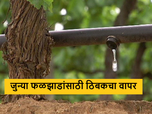 Latest News Crop Management bring old fruit trees to drip irrigation system Read in detail  | Crop Management : जुनी फळझाडे ठिबक सिंचन पद्धतीवर आणण्यासाठी काय कराल? वाचा सविस्तर 