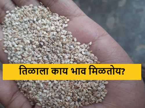 Latest news todays til market local and white sesame highest prices in Mumbai, Kalyan market  | Til Market : तिळाचे क्षेत्र वाढले, मुंबई, कल्याण बाजारात लोकल आणि पांढऱ्या तिळाला सर्वाधिक भाव 