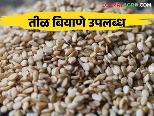 Latest news til biyane Sesame flower full seeds available for sale, simple contact here  | Sesame Seeds : तिळीचे फुले पुर्णा या वाणाचे बियाणे विक्रीसाठी उपलब्ध, इथं साधा संपर्क 