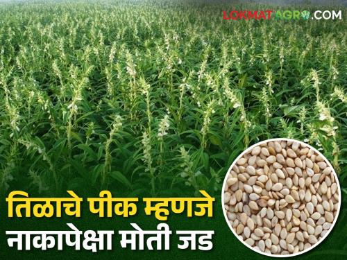 Income low Expenditure high; This year, getting the sesame seeds for the farmers means pearls are heavier than noses! | आमदनी अठ्ठन्नी खर्चा रुपया; यावर्षी शेतकऱ्यांना तिळाचे उत्पादन घेणे म्हणजे नाकापेक्षा मोती जड!