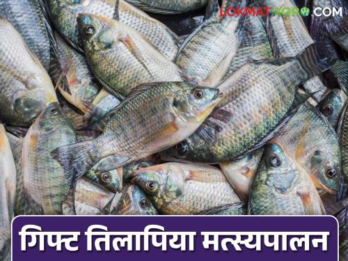 This fish which gives more weight in a short period of time is beneficial while doing fish farming | मत्स्यपालन करताय? कमी कालावधीत अधिक वजन देणारा हा मासा ठरतोय फायदेशीर