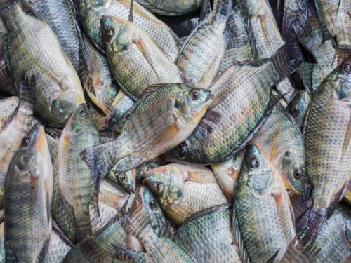 The increase in foreign tilapia fish threatened local fish | विदेशी जिलेबी मासे वाढल्याने स्थानिक मासे आले धोक्यात
