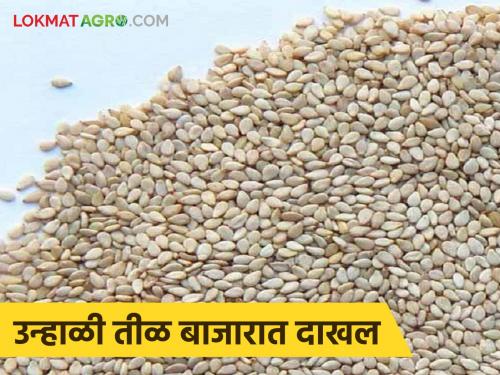 latest news Till Bajarbhav: Till has become a 'hot commodity'; Know in which market it is getting the highest price | Till Bajarbhav : तीळ झाला 'हॉट कमॉडिटी'; जाणून घ्या कोणत्या बाजारात मिळतोय सर्वाधिक दर