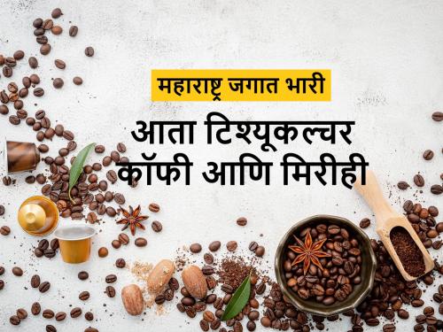 tissue culture coffee and pepper plants for the first time in the world in Jalgaon | जगात पहिल्यांदाच जळगांवमध्ये कॉफी व मिरीच्या टिश्यूकल्चर रोपांची निर्मिती