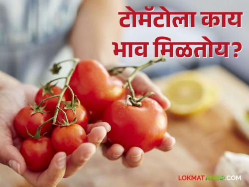 Latest News Todays Market price of tomato in Pune, Nagpur market Read details | Tomato Market : पुणे, नागपूर बाजारात टोमॅटोला काय भाव मिळाला? वाचा आजचे बाजारभाव 