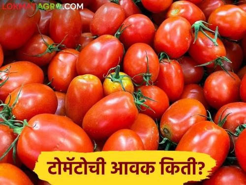 Latest News Tomato Market Pimpalgaon market received three lakh tomato carats, see market price | Tomato Market : पिंपळगाव मार्केटला तीन लाख टोमॅटो कॅरेटची आवक, काय भाव मिळाला? 